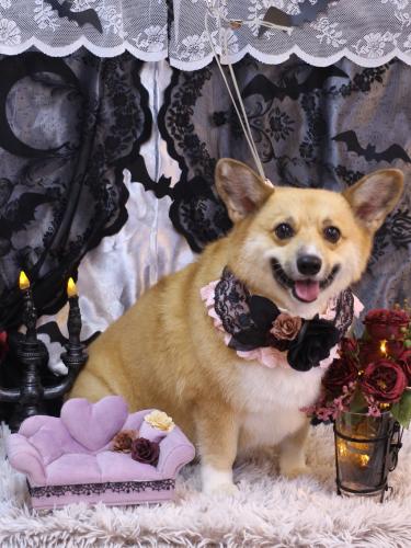 20231007イーブイちゃん